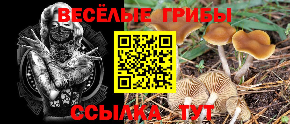 Галлюциногенные грибы MAGIC MUSHROOMS  Псилоцибиновые грибы Cubensis  Вход с VPN  Черняховск 